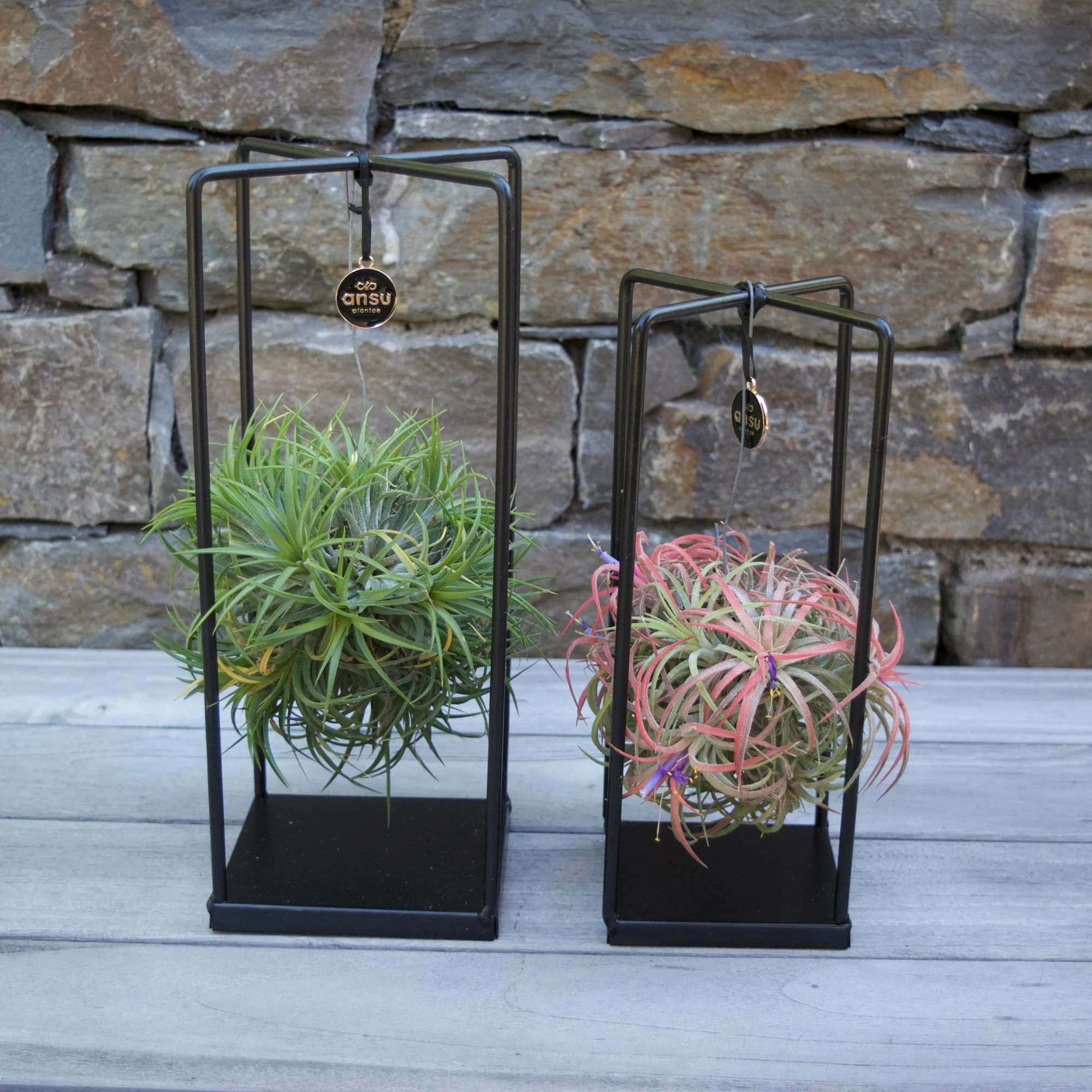 Tillandsia Set de 2 plantes-présentoir carré • Atelier Créatif Petra