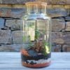 Terrarium Large